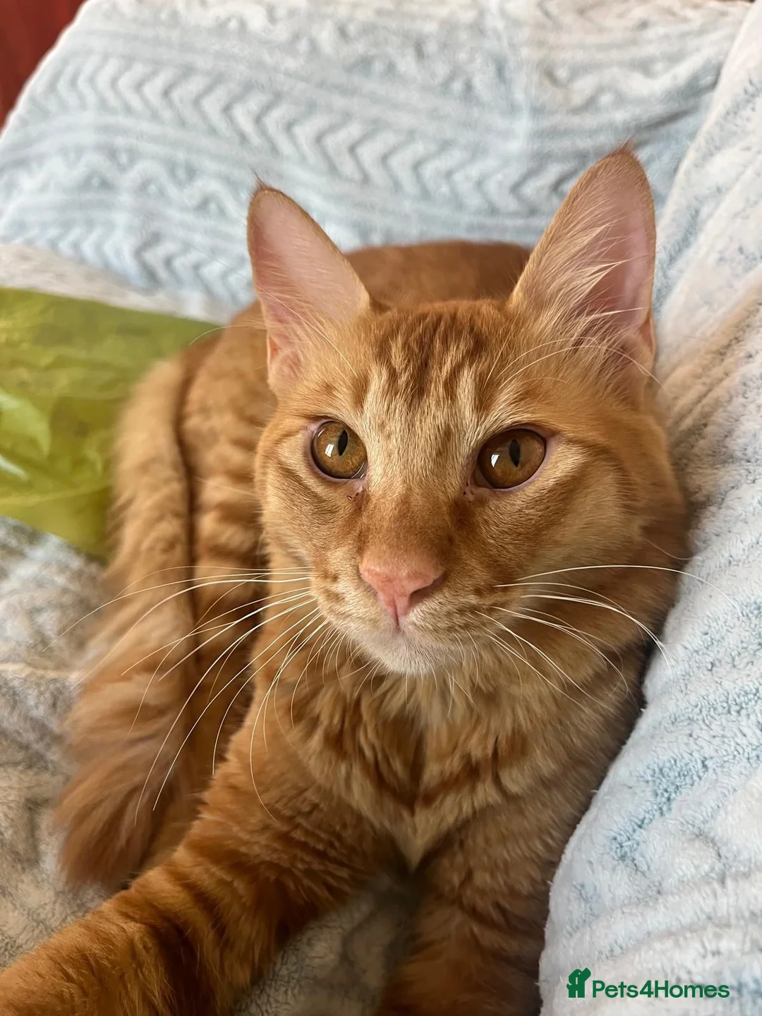 Mixed Breed cats for adoption: Perfect Family Cat Timothy - Advert 1