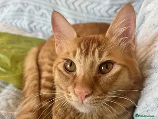 Mixed Breed cats Perfect Family Cat Timothy - Advert 1