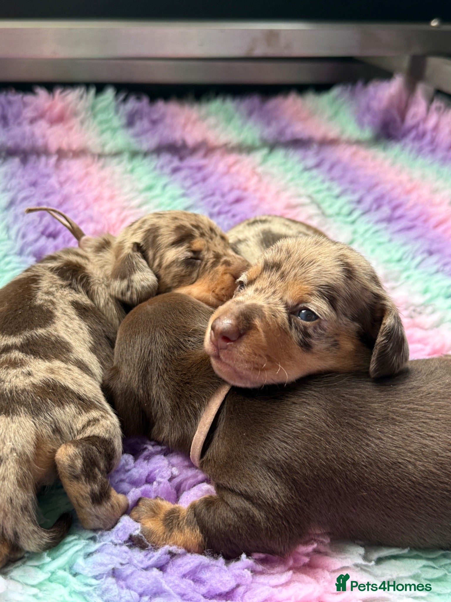 Miniature Dachshund dogs KC Registered Miniature Dachshund Puppies - Advert 15