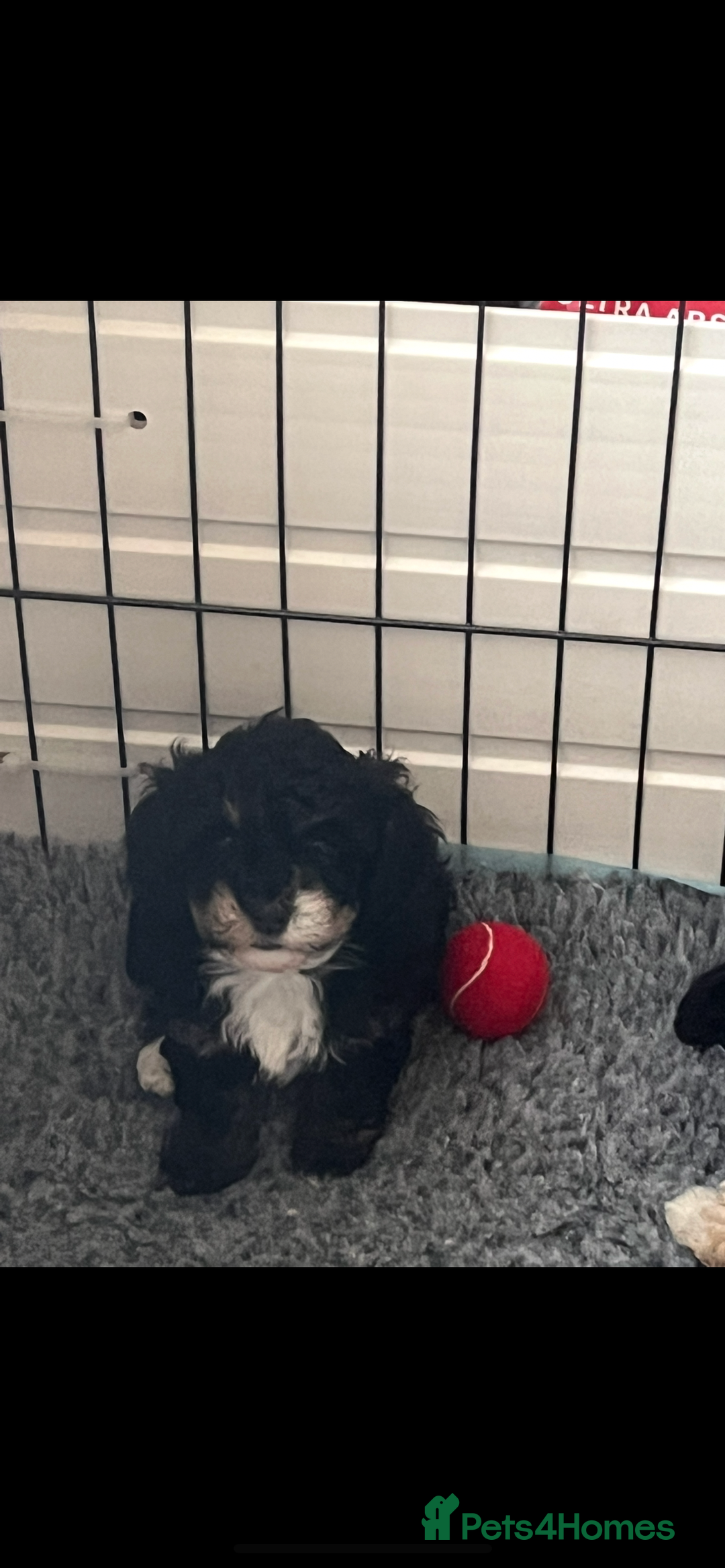 Poochon dogs for sale: 2 poochon girls available  - Image 5
