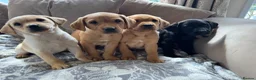 Labrador Retriever dogs for sale:  kc registered Labrador puppies  - Advert 3