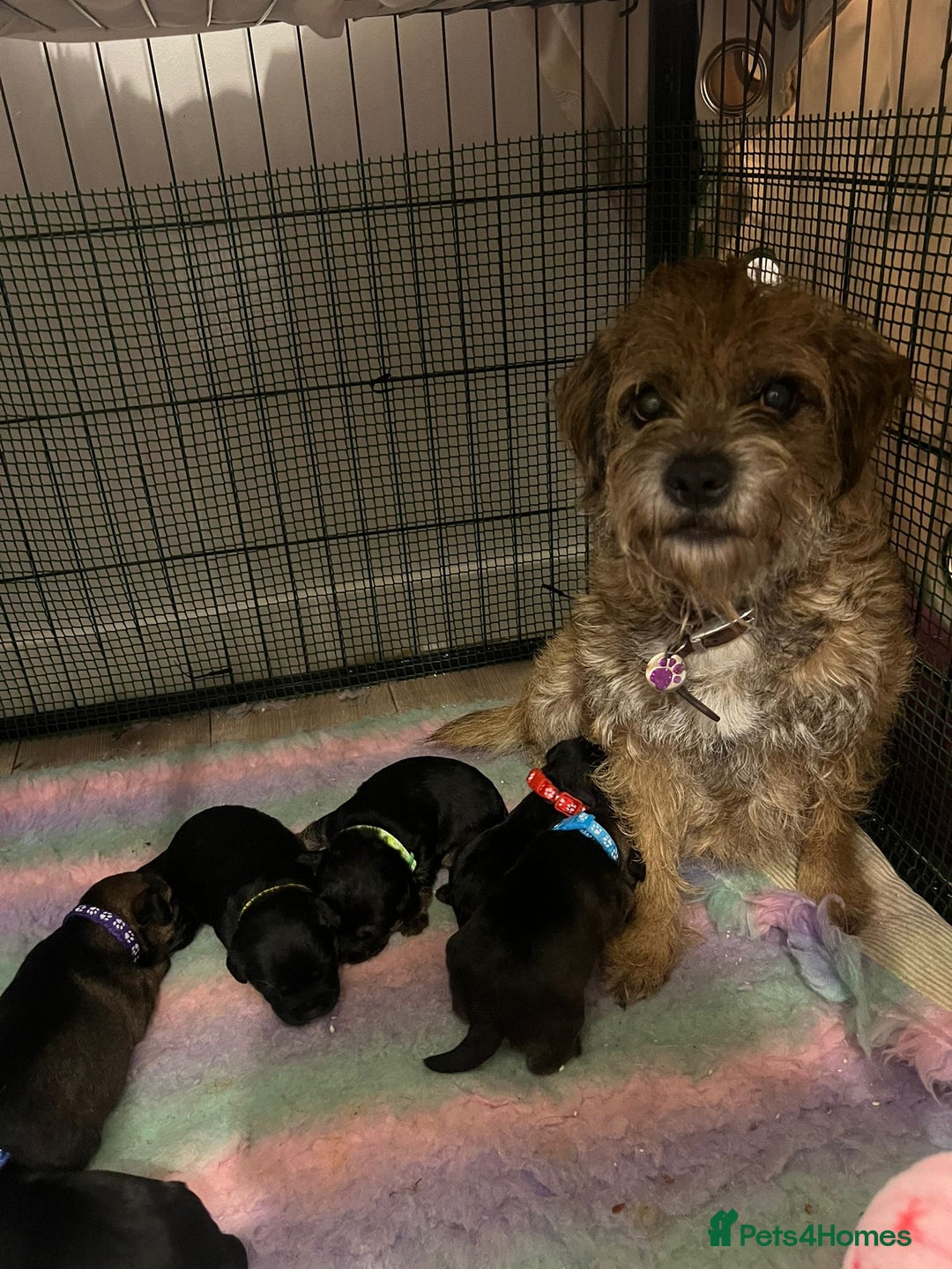 Border Terrier dogs for sale: Poppys pups! KC border terriers. Ready 4  **   - Advert 2