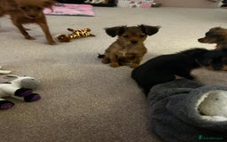 Russian Toy Terrier dogs for sale: Russian Toy puppies from show lines  - Image 6