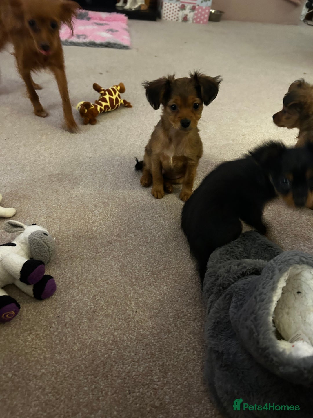 Russian Toy Terrier dogs for sale: Russian Toy puppies from show lines  - Image 6