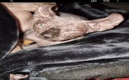 Sphynx cats for sale: Sphynx kittens  - Image 14