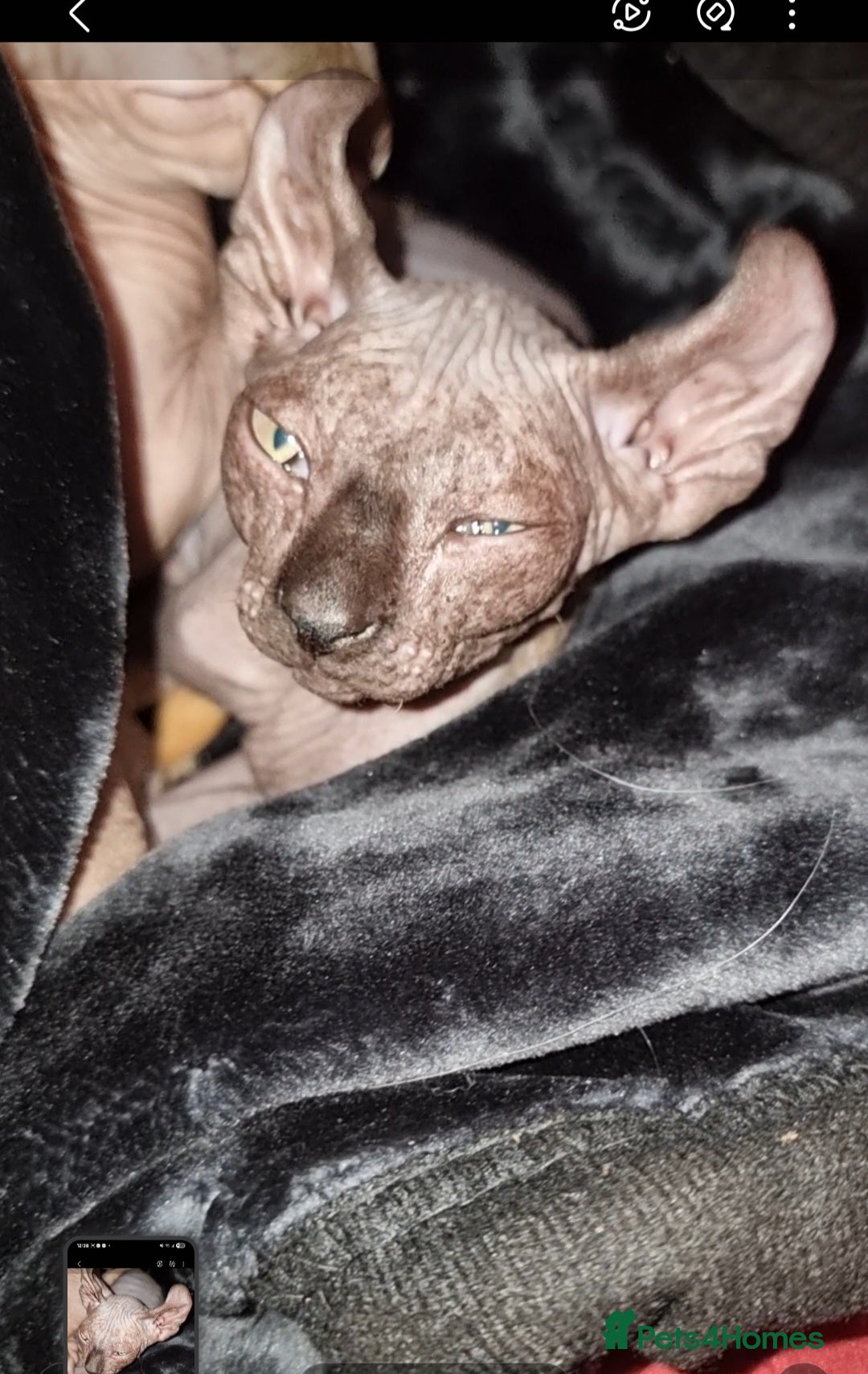Sphynx cats for sale: Sphynx kittens  - Image 14