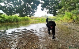 Cockapoo dogs for sale: Luna  - Advert 4