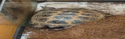 Tortoise reptiles for sale: Horsefield Tortoise  in Newquay - Advert 3