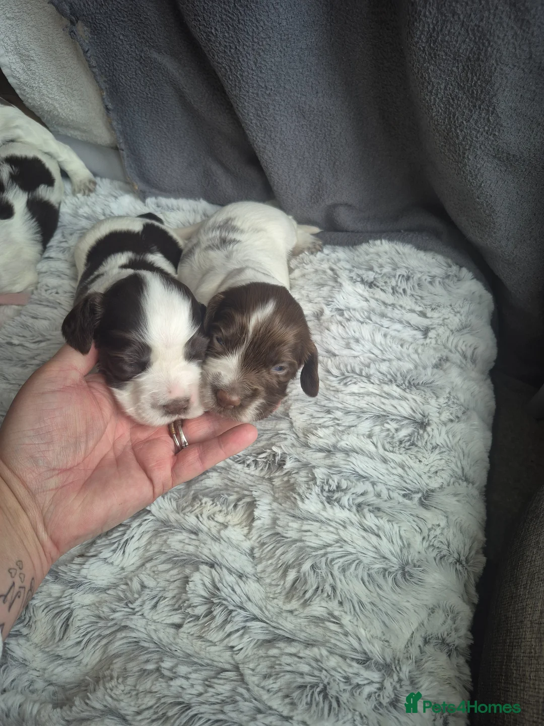Cocker Spaniel dogs for sale: Cocker spaniel puppies  in Basingstoke - Advert 20
