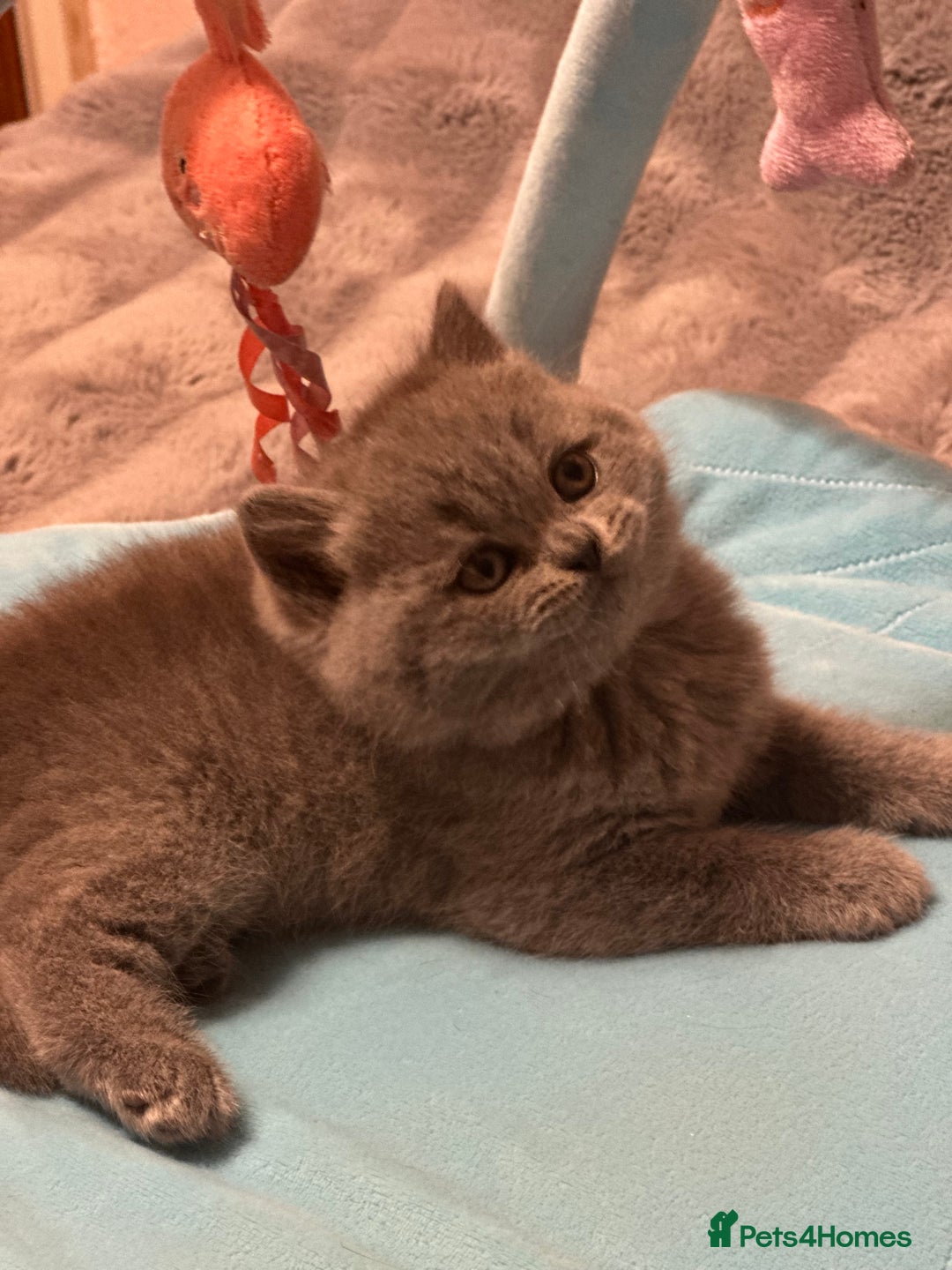 British Shorthair cats for sale: GCCF registered kitten  - Advert 3