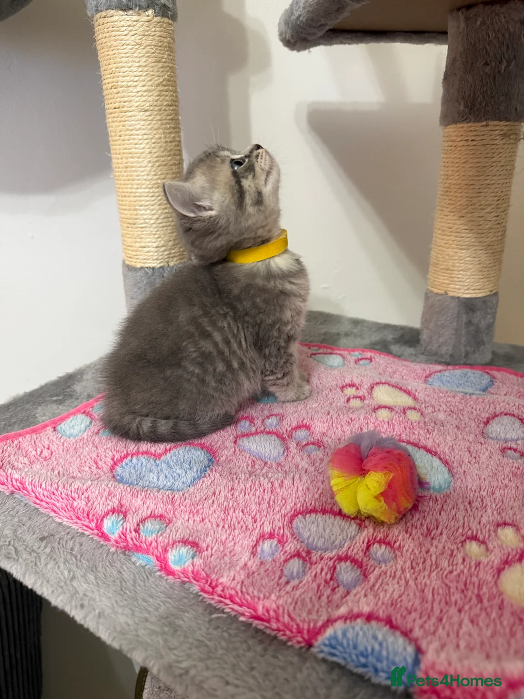 British Shorthair cats for sale: 4 British Shorthair kittens - Advert 9