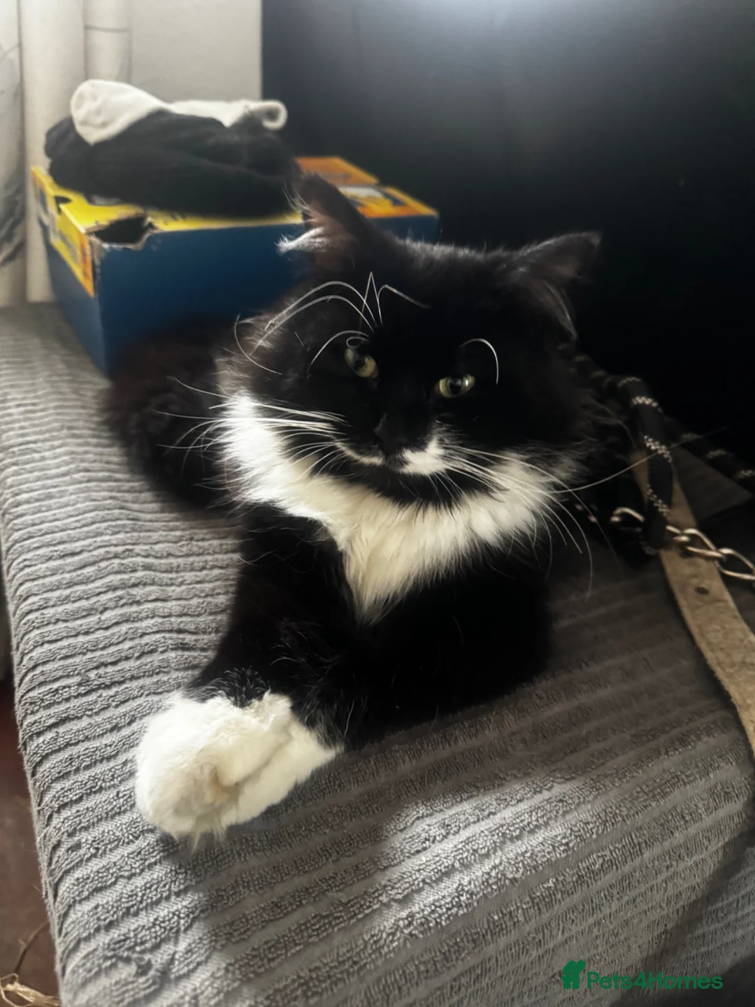 Mixed Breed cats for sale: fluffy kitten for sale - Advert 5