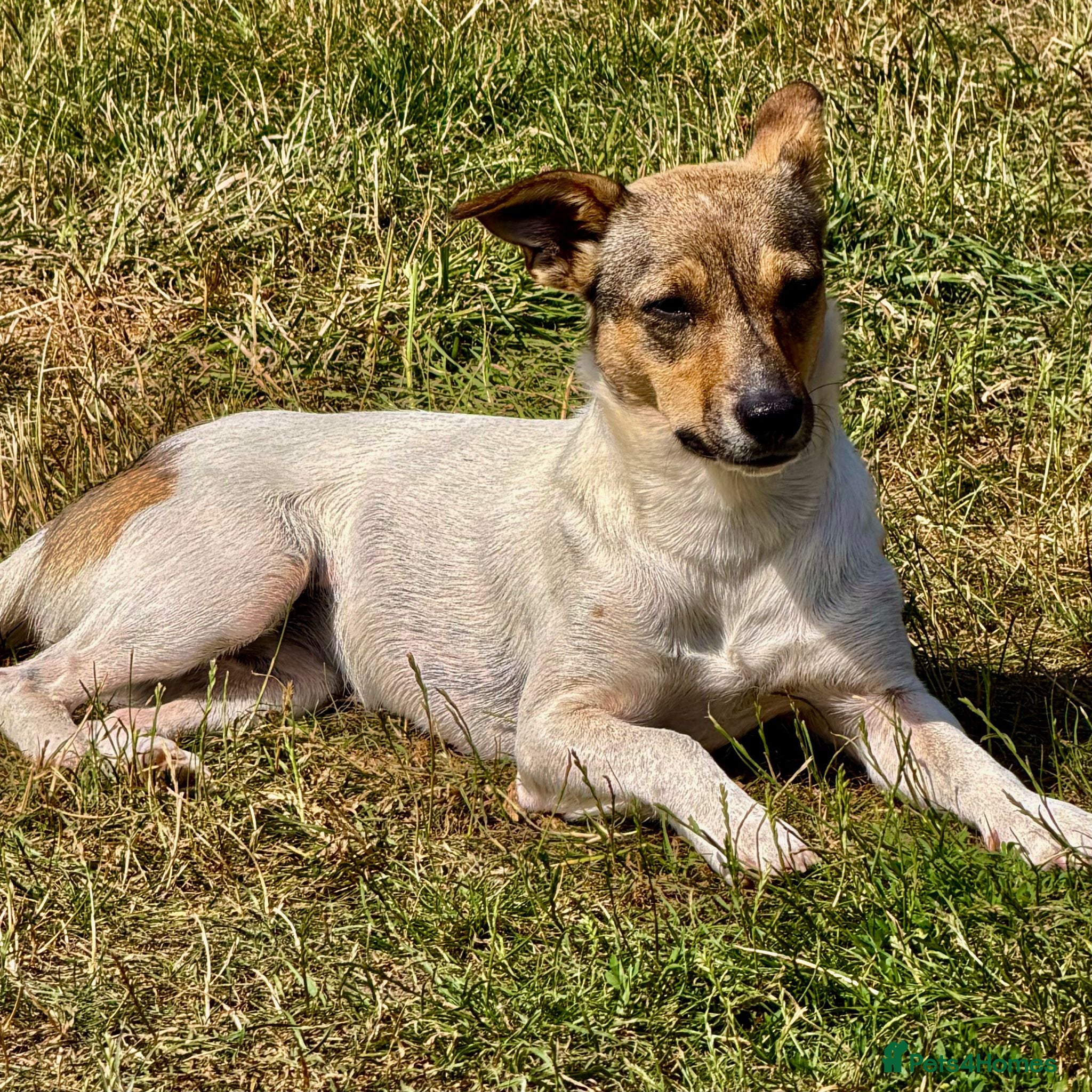 Mixed Breed dogs Penny – Female Jack Russell Terrier type - Advert 1