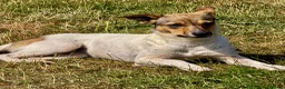 Mixed Breed dogs for adoption: Penny – Female Jack Russell Terrier type - Advert 1