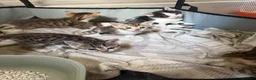 Bengal cats for sale: Bengal / Norwegian forest - Advert 20