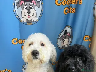 Cockapoo dogs 2 beautiful Cockerpoo boys - Advert 9