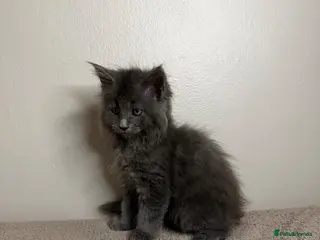 Mixed Breed cats Beautiful Maine Coon X Norwegian Forest kittens - Advert 3