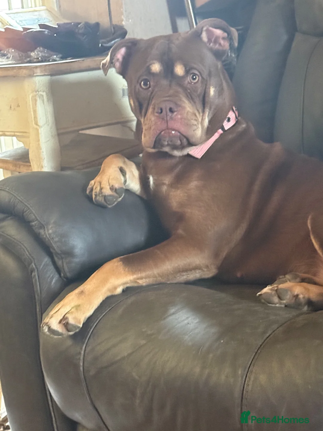 Mixed Breed dogs for sale: Re homing  in Wakefield - Advert 1