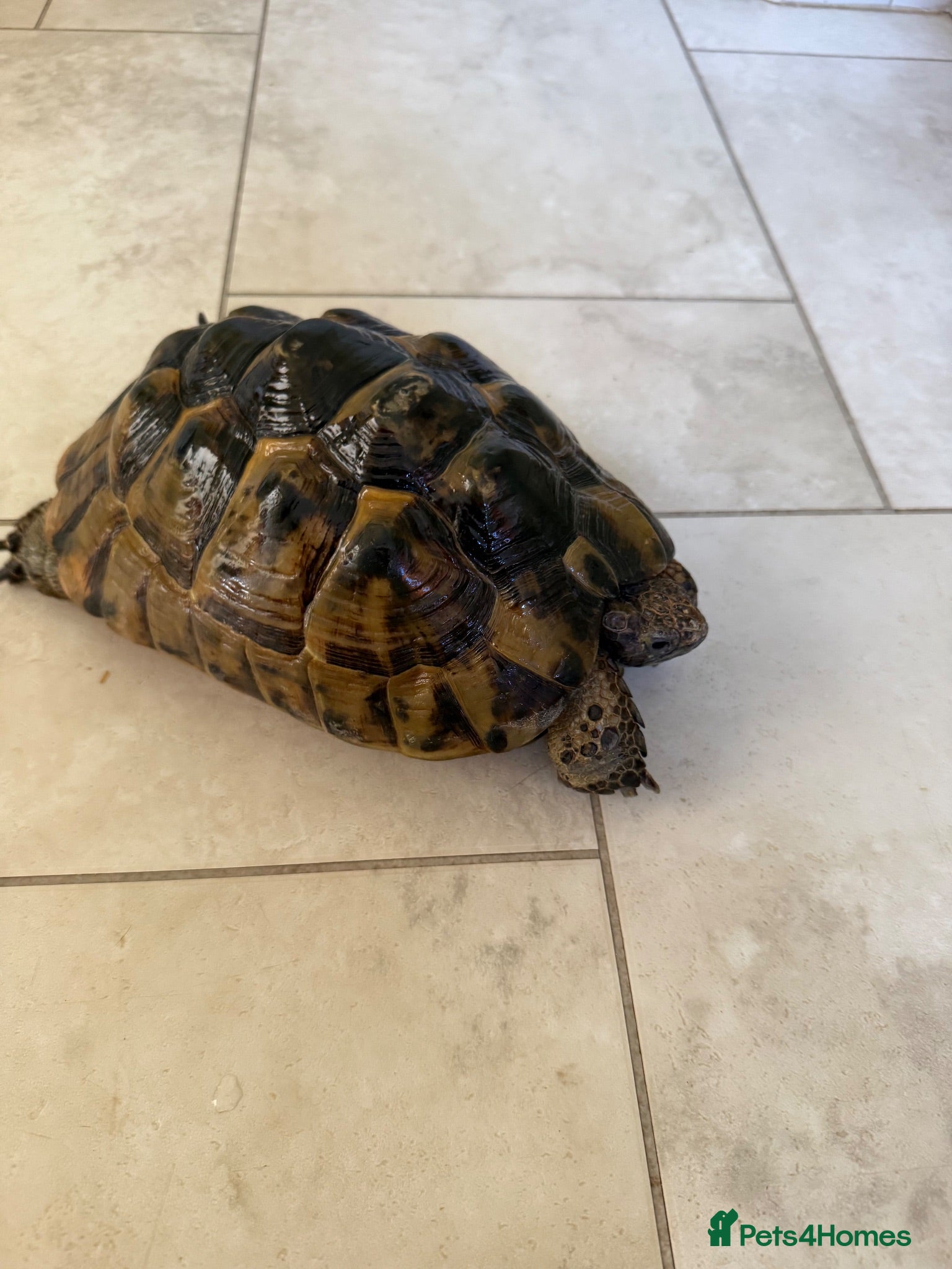 Hermann Tortoise reptiles 26 year old Hermann tortoise - Advert 1