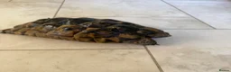 Hermann Tortoise reptiles for sale: 26 year old Hermann tortoise - Advert 3