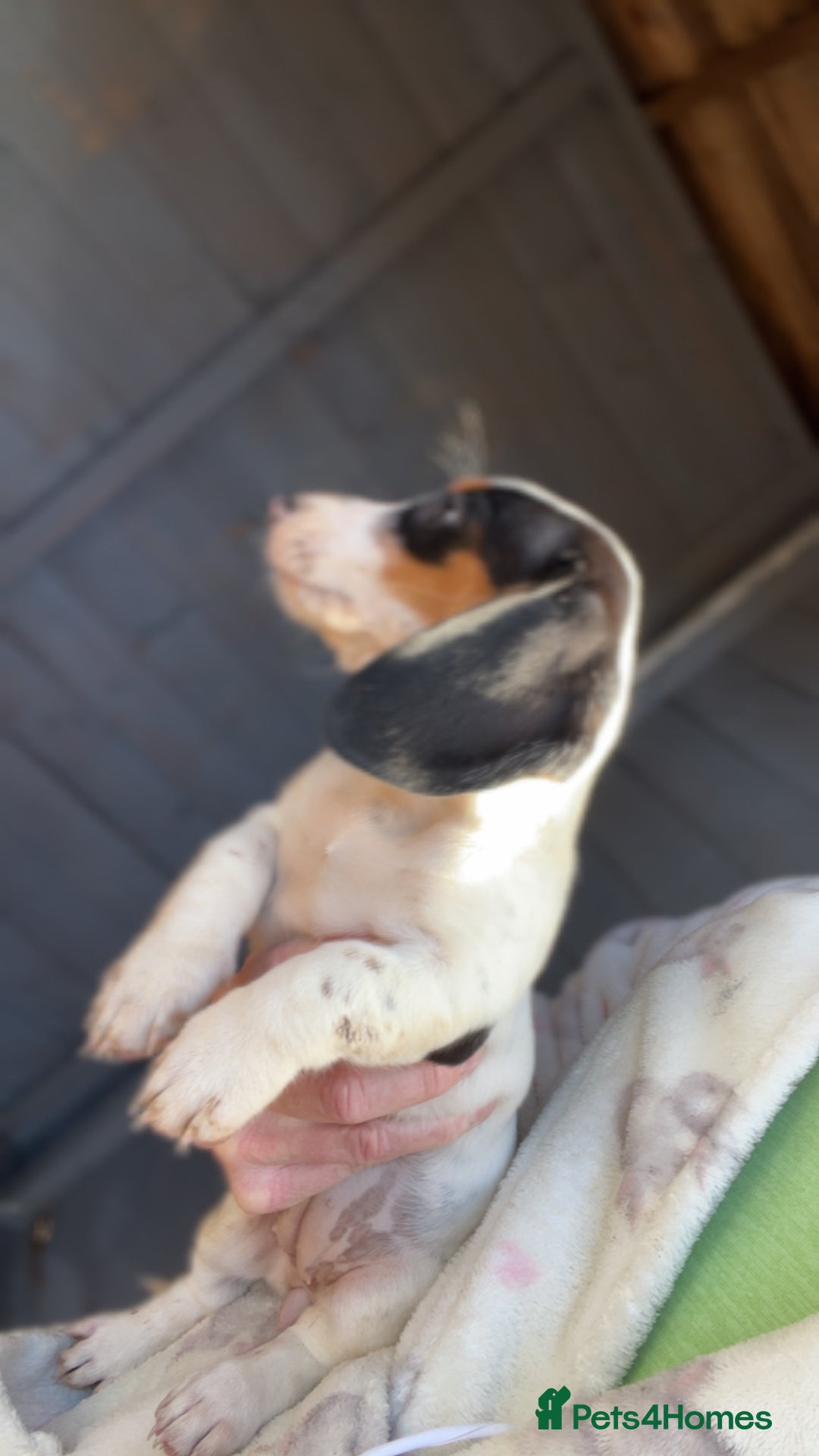Dachshund dogs for sale: Dachshund puppie - Image 8