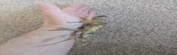 Stick Insects invertebrates for sale: Macleays Spectre/Giant Prickly Stick Insect Eggs - Advert 4