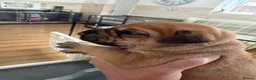 Presa Canario dogs for sale: 7 Gorgeous Chunky Presa Canarios For Sale - Advert 11