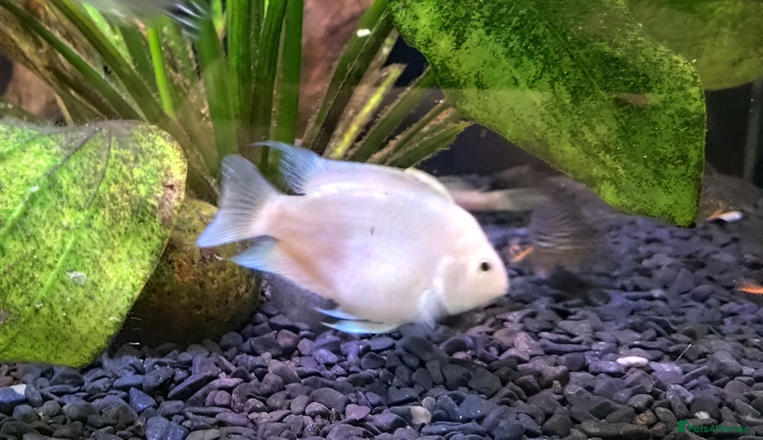 Other/Mixed Breed fish for sale: Blue Texas Cichlid & Platinum Polar Parrot Cichlid - Image 7