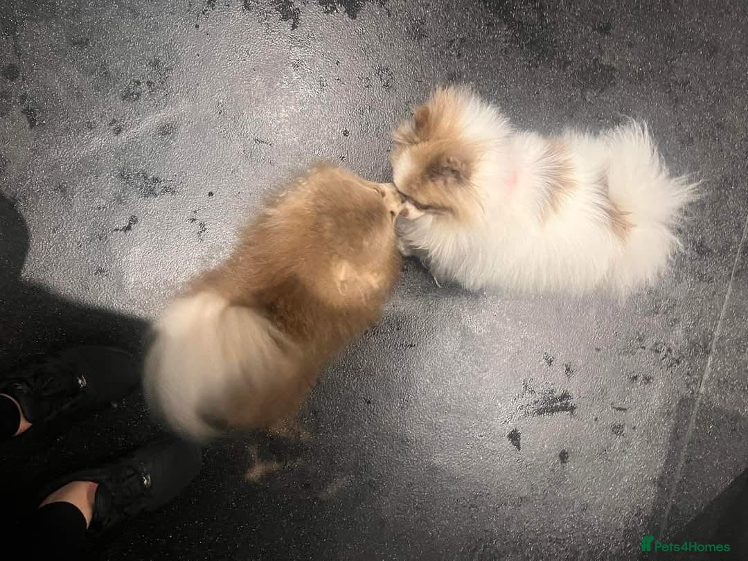 Pomeranian dogs for sale: Stunning Teddy Bear Pomeranians  - Image 8
