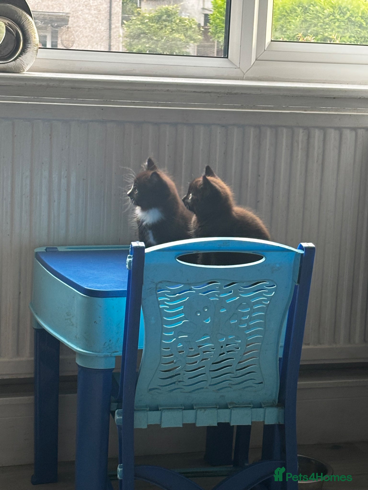 Mixed Breed cats for sale: Kittens for sale in Wigan - Advert 8