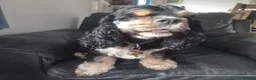 American Cocker Spaniel dogs for sale: Lovely 3 year old American cocker spaniel  - Advert 3