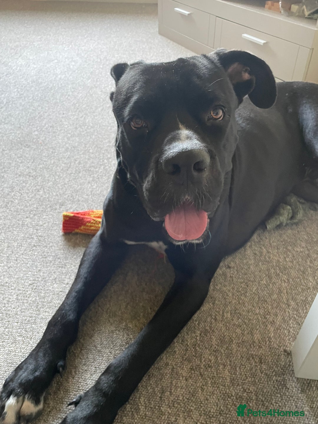 Cane Corso dogs for sale: Beautiful 2 year old Cane Corso - Image 1
