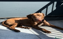 Mixed Breed dogs for sale: Rex for Sale - Image 1