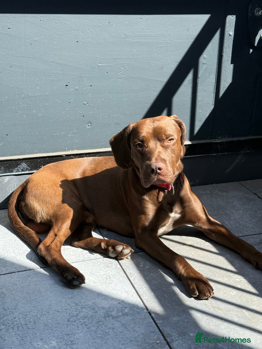Mixed Breed dogs for sale: Rex for Sale - Image 1