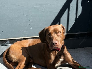 Mixed Breed dogs - Advert 1