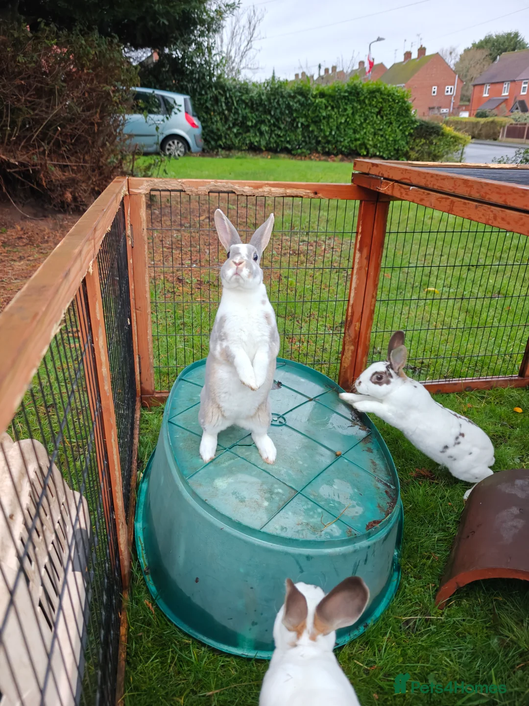 Rex rabbits for sale: Mini Rex Does - Advert 31