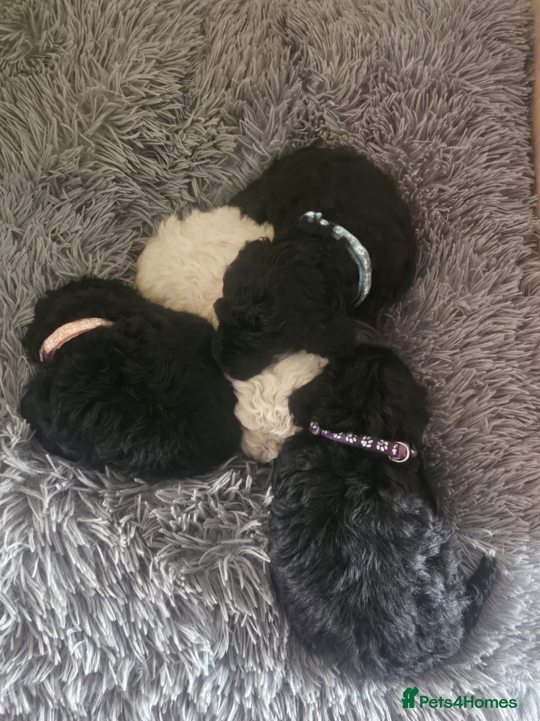 Schnoodle dogs for sale: Schnoodle Puppies - Advert 12
