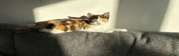 British Shorthair cats for sale: Lovely 15-Week-Old Calico Kitten with Accessories in Bracknell - Advert 7