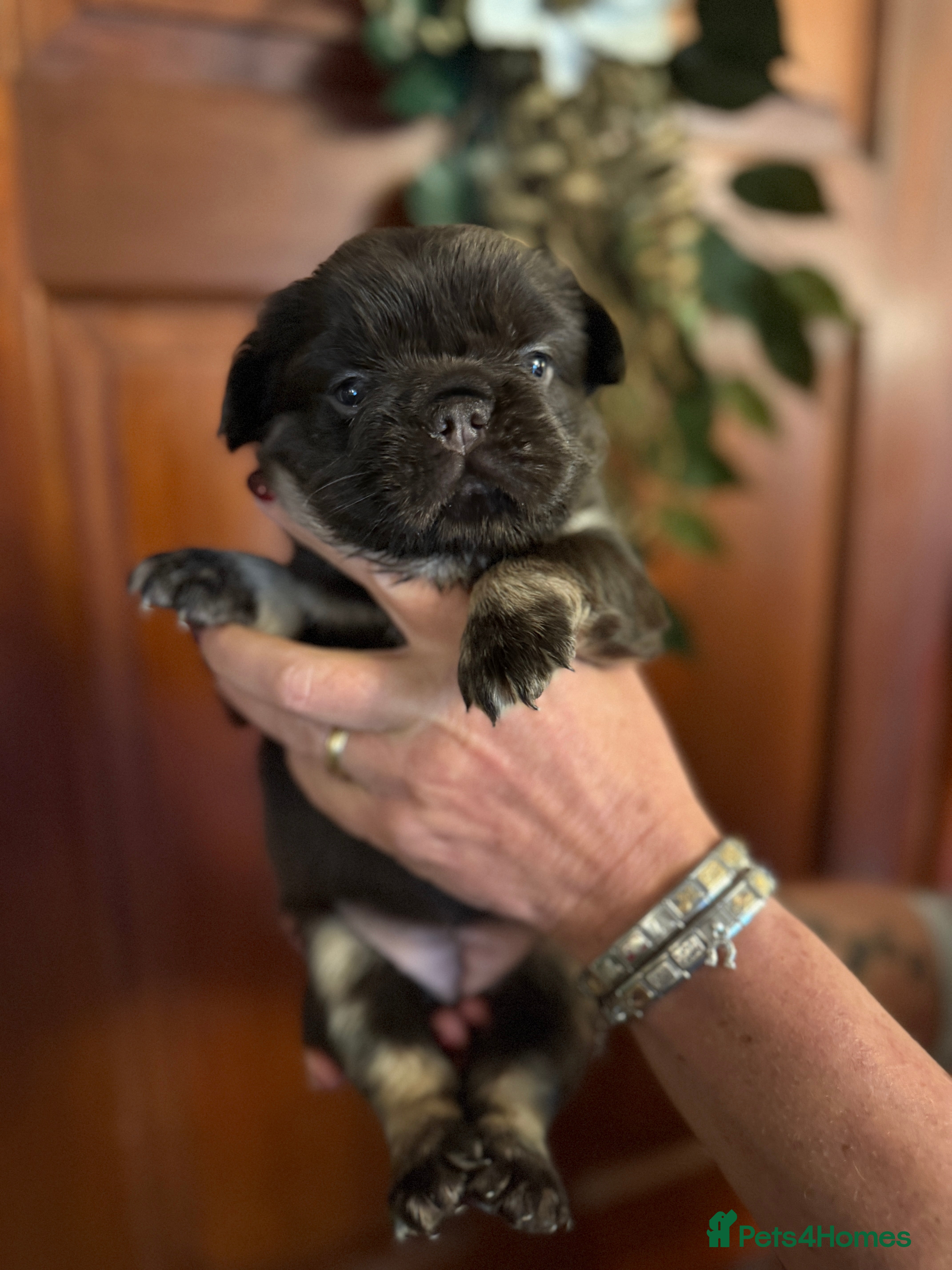 French Bulldog dogs Wicked French Bulldog female Pup Elphaba - Advert 4