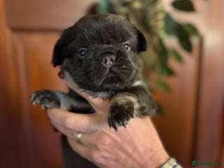 French Bulldog dogs Wicked French Bulldog female Pup Elphaba - Advert 4