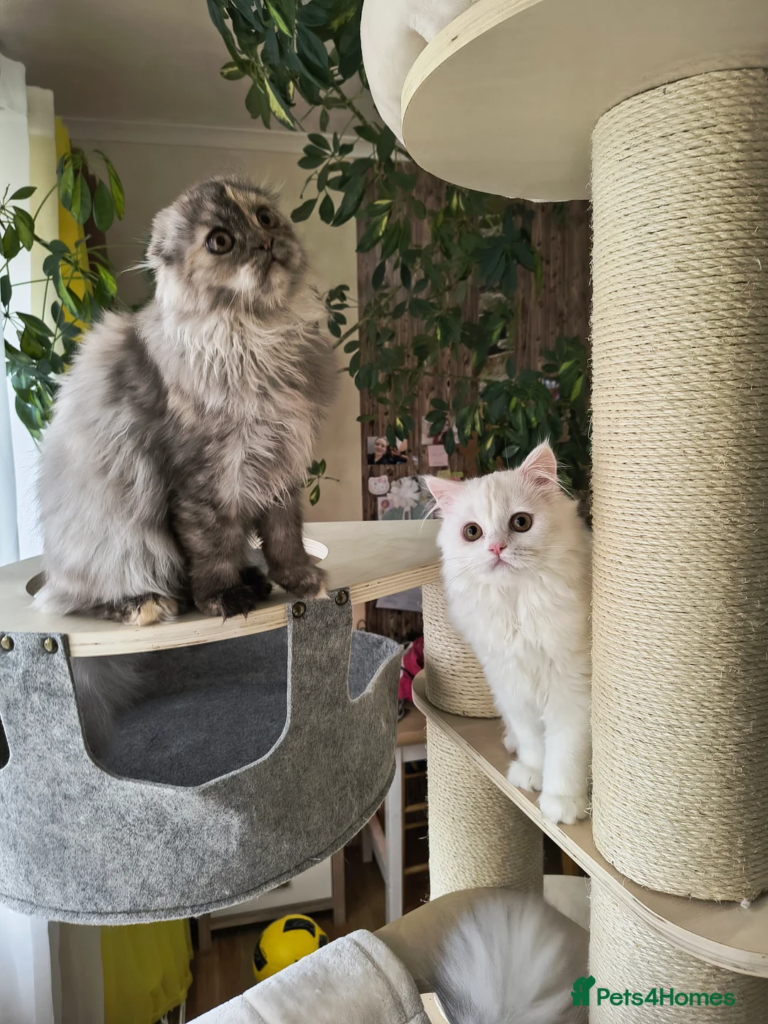 Scottish Fold cats for sale: Scottish fold and straight ear girl's ❤️ - Advert 1