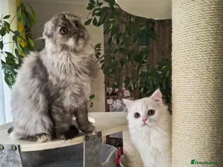 Scottish Fold cats Scottish fold and straight ear girl's ❤️ - Advert 1