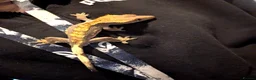 Gecko reptiles for sale: Crested Gecko in Oldbury - Advert 3