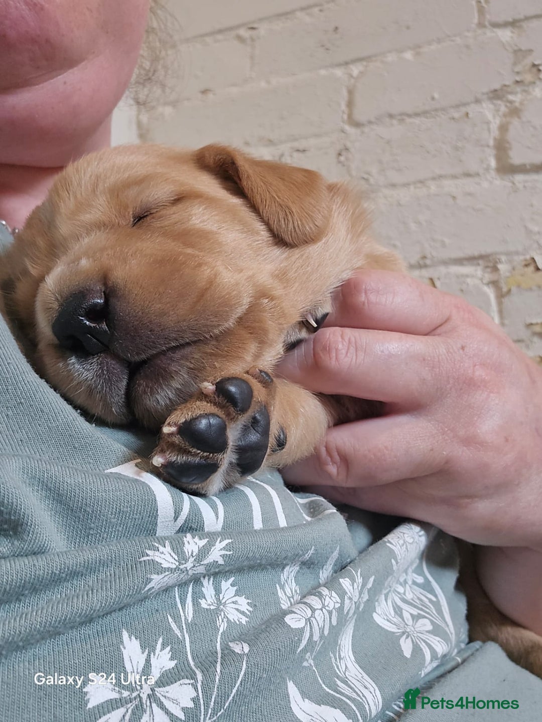 Golden Retriever dogs for stud: Fox red Golden retriever for stud, proven sire - Advert 9