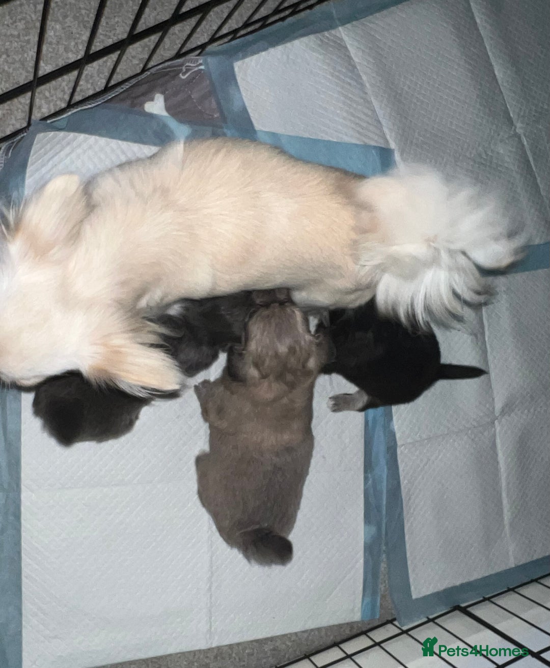 Chihuahua dogs for sale: Beautiful boy long hair Chihuahuas for sale  - Image 15
