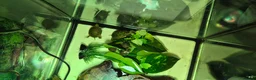 Turtle reptiles for sale: Painted turtles for sale - Advert 20