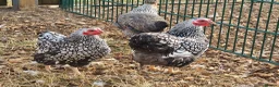 Chickens poultry for sale: Silver laced wyandottes  - Advert 2