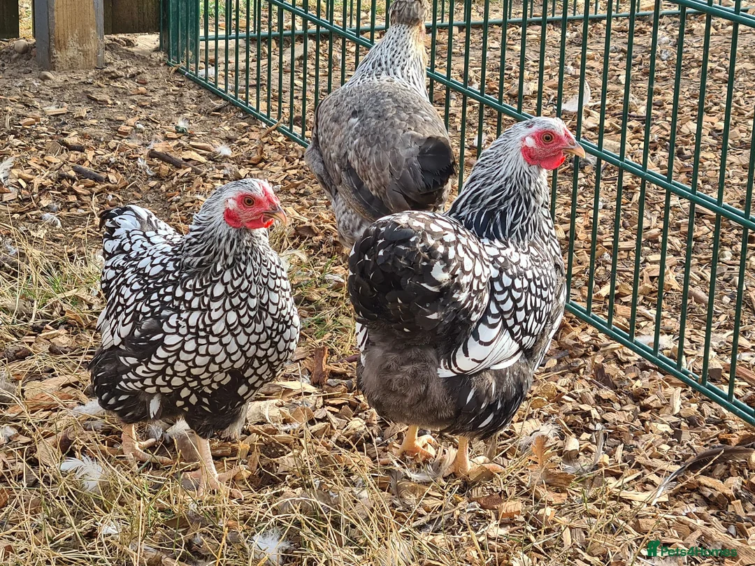 Chickens poultry for sale: Silver laced wyandottes  - Advert 2