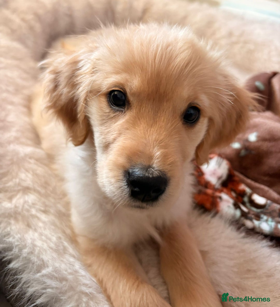 Golden Retriever dogs for sale: Golden retriever puppy - Advert 2