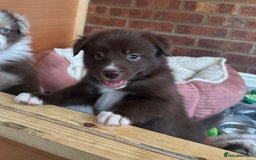 Border Collie dogs for sale: Red Charisma/Grey Merl Border Collie Puppie in Norwich - Image 1